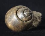 Ampullina sp. (FRUSSAC 1822) - Bild © FossNet FossilienStore